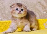 Garfild - Scottish Fold Cat For Sale - NY, US