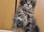 Theo Maine coon male - Maine Coon Cat For Sale - Bayville, NJ, US