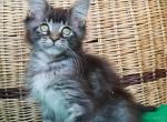 Melinda maine coon female kitten - Maine Coon Cat For Sale - Bayville, NJ, US