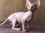 Lion - Sphynx Cat For Sale - Norwalk, CT, US