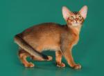 Jellari - Abyssinian Cat For Sale - Norwalk, CT, US