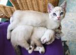 Bengal Ragdoll Hybrids - Bengal Cat For Sale - Crestview, FL, US