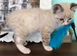 Snow Bengal Lil Chaplin - Bengal Cat For Sale - Crestview, FL, US