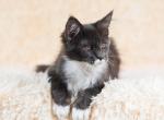 UA Mazurka Jaccomo - Maine Coon Cat For Sale - Brooklyn, NY, US