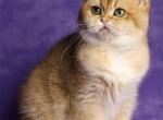 Celine Dion - British Shorthair Cat For Sale - Norwalk, CT, US