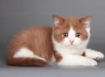 Nagloxvat - Scottish Straight Cat For Sale - Norwalk, CT, US