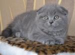 Narnia - Scottish Fold Cat For Sale - Hollywood, FL, US