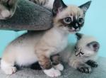 Snow Bengal 8Ball - Bengal Cat For Sale - Crestview, FL, US