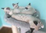 Snow Bengal kittens - Bengal Cat For Sale - Crestview, FL, US