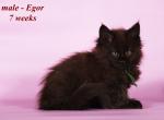 Egor - Maine Coon Cat For Sale - Norwalk, CT, US