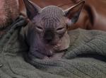 Seal point - Sphynx Cat For Sale - Rockford, IL, US