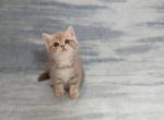 Gabi - British Shorthair Cat For Sale - Chicago, IL, US