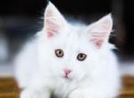 UA Mazurka Laurel - Maine Coon Cat For Sale - Brooklyn, NY, US