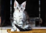 UA Mazurka Laska - Maine Coon Cat For Sale - Brooklyn, NY, US