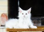 UA Mazurka Marshmallow - Maine Coon Cat For Sale - Brooklyn, NY, US