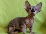 Caezar - Sphynx Cat For Sale - Norwalk, CT, US