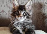 Vsemir - Maine Coon Cat For Sale - Norwalk, CT, US