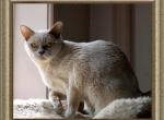 Alexandra - European Burmese Cat For Sale - ID, US