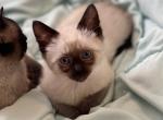 Siamese Seal Point Kittens Male and Female - Siamese Cat For Sale - Louisville, KY, US