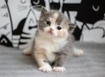 Reserved Princess Kiyomi - British Shorthair Cat For Sale - FL, US