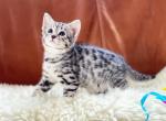 AKILA  Super sweet F6 SBT Savannah kitten - Savannah Cat For Sale - NY, US