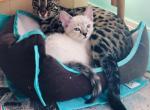 Bengal Polar Bear - Bengal Cat For Sale - Crestview, FL, US