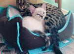 Snow Bengal Ragdoll kitty - Bengal Cat For Sale - Crestview, FL, US