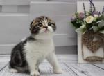 Unicum - Scottish Fold Cat For Sale - Hollywood, FL, US