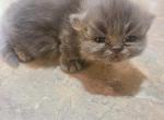 Shy's Munchkin Male Persian - Persian Cat For Sale - Greenville, OH, US