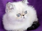 Pandora - Persian Cat For Sale - Norwalk, CT, US