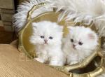 British kittens - British Shorthair Cat For Sale - Thornton, CO, US