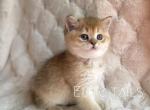 Scottish straight kitten - Scottish Straight Cat For Sale - Thornton, CO, US