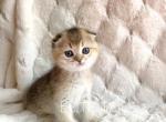 Scottish fold - Scottish Fold Cat For Sale - Thornton, CO, US