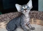 Keiko De - Devon Rex Cat For Sale - Miami, FL, US