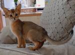 Kleopatra - Abyssinian Cat For Sale - Norwalk, CT, US