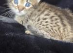 Mercury - Savannah Cat For Sale - Cortez, CO, US