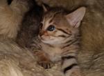 F3C Savannah Girl - Savannah Cat For Sale - Franklin, NC, US