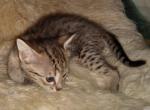 F4SBT savannah girl - Savannah Cat For Sale - Franklin, NC, US