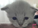 1 Female Siamese Lynx Point Kitten - Siamese Cat For Sale - Louisville, KY, US