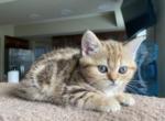 Barbara1 - Scottish Straight Cat For Sale - Philadelphia, PA, US