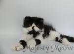 Fabian - Persian Cat For Sale - Yucca Valley, CA, US