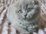 Judi - Scottish Fold Kitten For Sale - NY, US