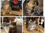 Male highlander - Highlander Cat For Sale - Monroe, MI, US