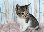 Pretzel - Munchkin Cat For Sale - Joplin, MO, US