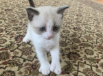 Mashas 3kitten - Siamese Cat For Sale - Attleboro, MA, US