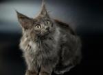 Kim Reserved - Maine Coon Cat For Sale - NY, US