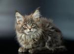 Sara Reserved - Maine Coon Cat For Sale - NY, US