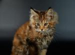 Sabrina - Maine Coon Cat For Sale - NY, US