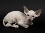 Diana - Peterbald Cat For Sale - Norwalk, CT, US