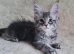 Ivy - Maine Coon Cat For Sale - Norwalk, CT, US